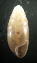 Hypnophila&nbsp;bisacchii